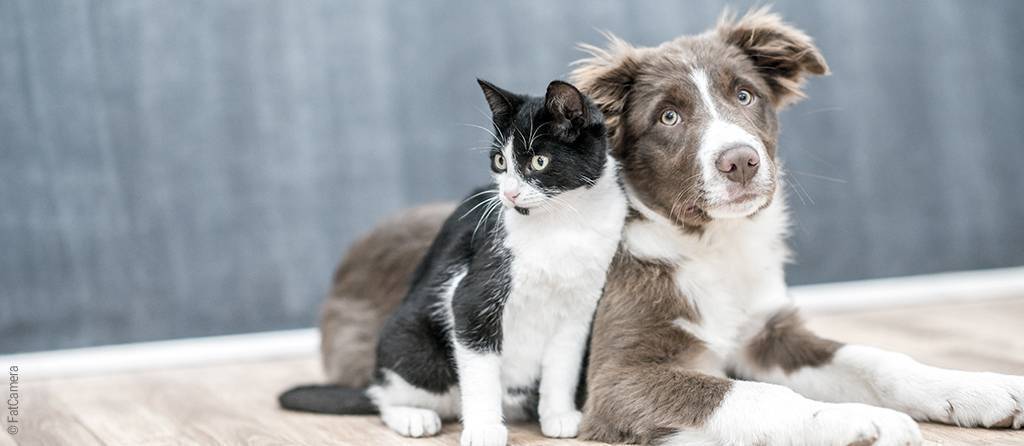 Foto: Traumdeutung Hund / Katze – eine Katze und ein Hund schmiegen sich aneinander.
